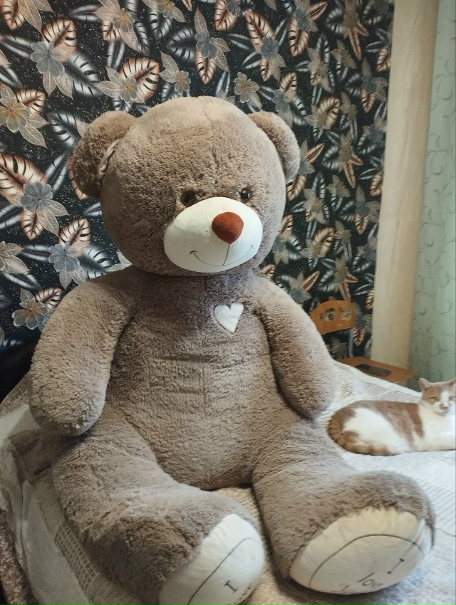 Забирайте МИШУТКУ 🤭 он вас очень ждет !
Отдадим за фру?...