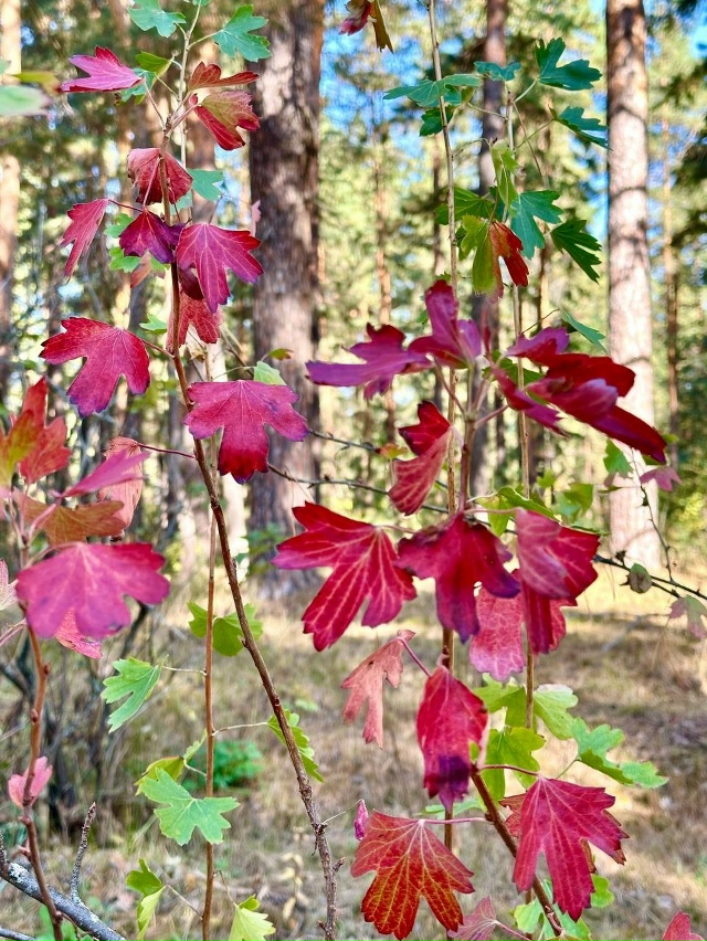«Бузулукский бор» впервые попал в ТОП-10 самых посещаем...