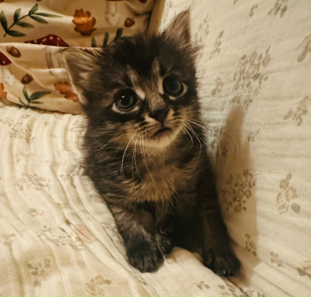 Маленький и чудесный котёнок ищет свои любящие руки. О?...