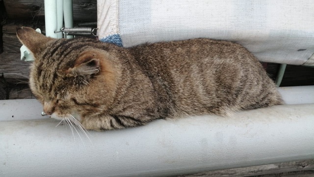 Добрый день. Около Красно белого на Бебеля прибился ко?...