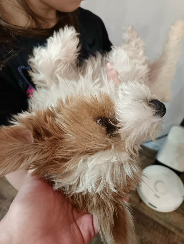 Овечик чей в гости пришел? Забираем мама-папа 🤣 🐏