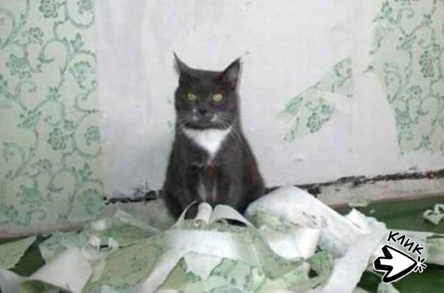 Кот не намекает, а уже открытым текстом говорит, что по?...