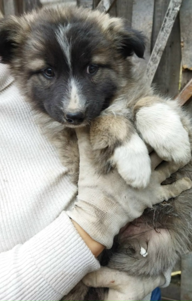 Пушистым колобочкам срочно ищем дом.
Два мальчика и де?...