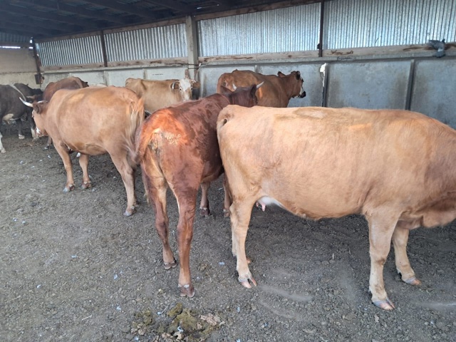 Продаётся КРС 🐄🦬🐂 По все вопросам обращаться по ном...