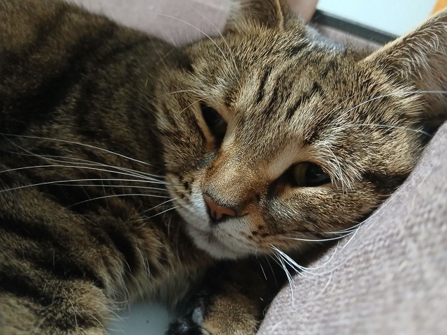 #Ева
Чё? Новый год? Нет?!? А зачем будить кошечку?