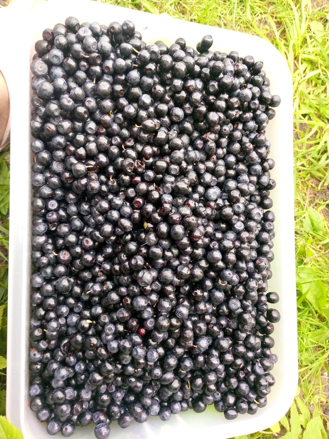 Продам чернику, принимаю заказы без доставки Селижаро?...