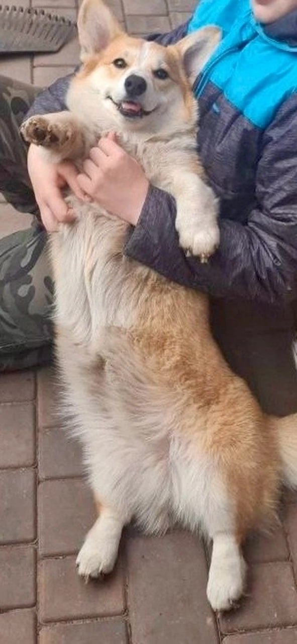 ? Убийца по праздникам: в селе под Тольятти живодер уб...