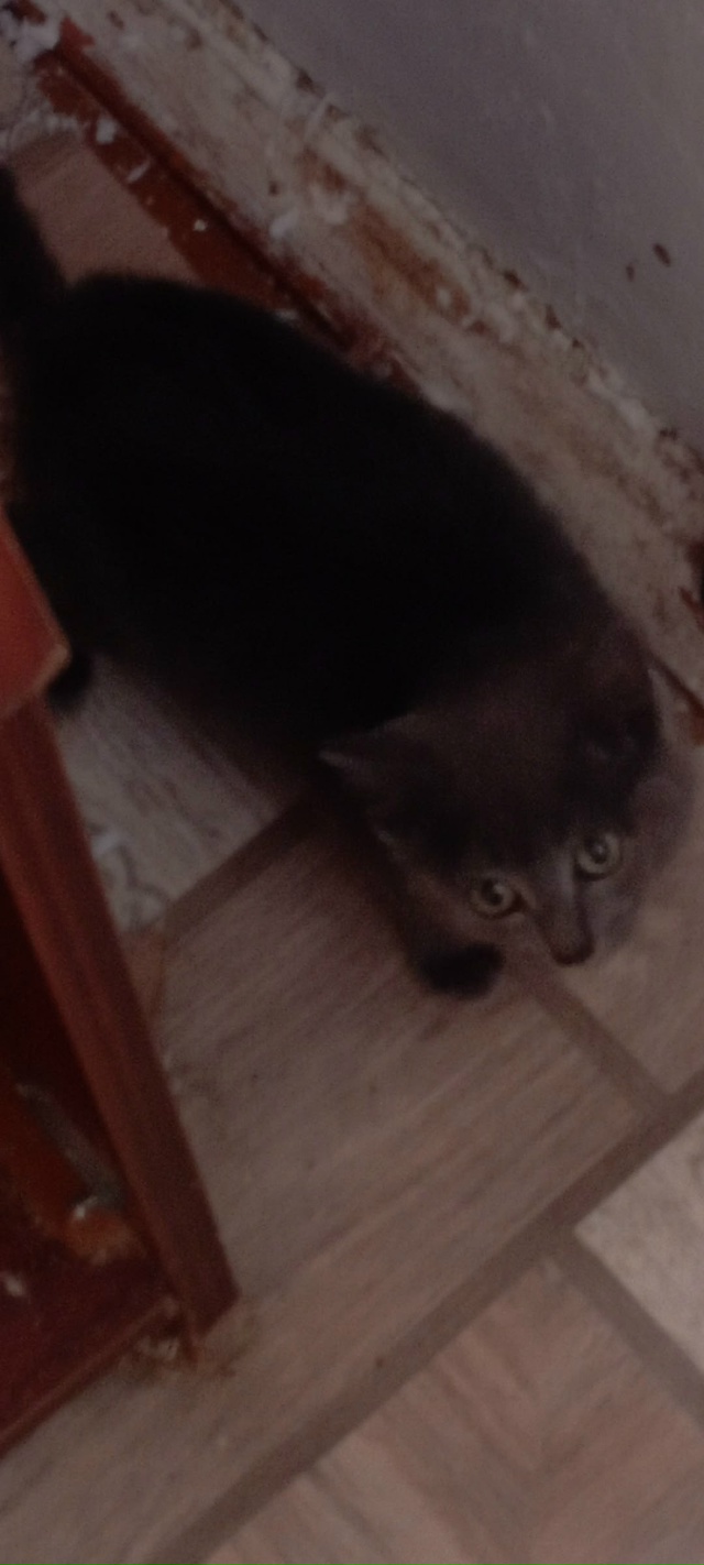 🐈‼️Срочно ищут 🏠 котята‼️🐈
Примите пожалуйста в ?...