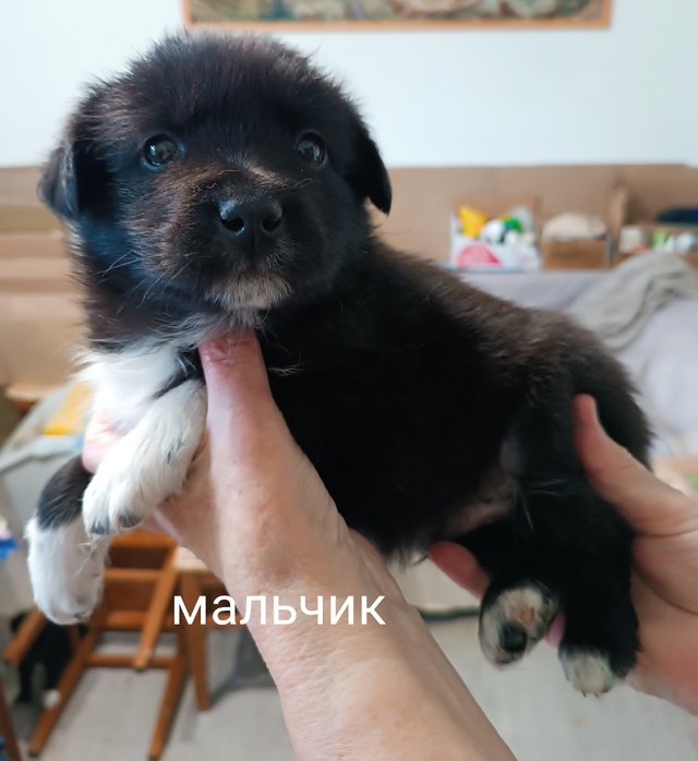 Пристраиваются щеночки: 2 мальчика и 3 девочки от хорош?...