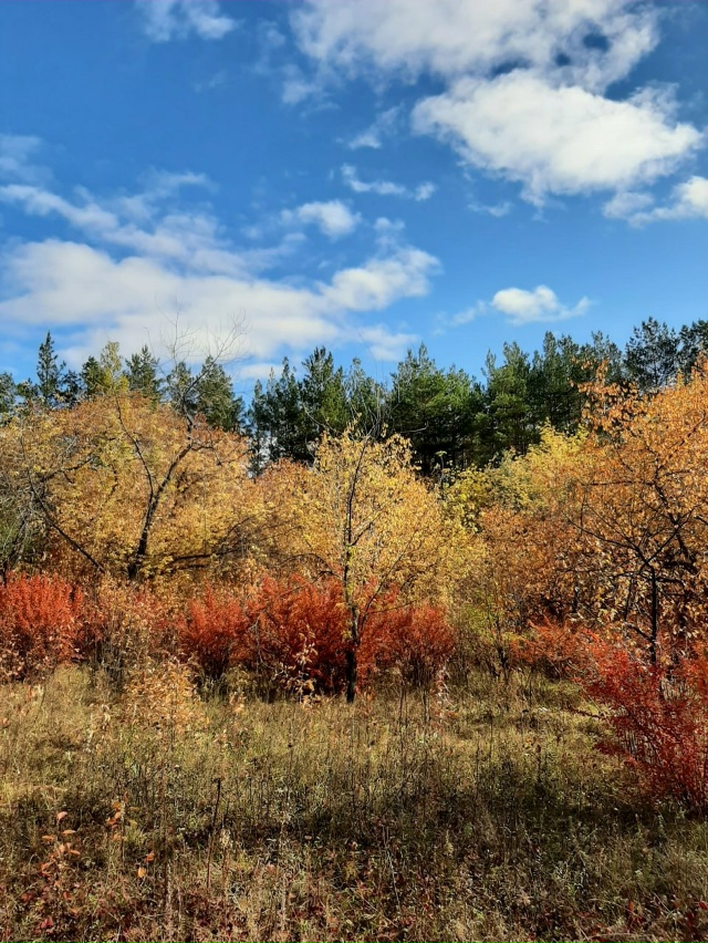 ??Улыбка осени. Успеваем наслаждаться! Лесопарк в че...