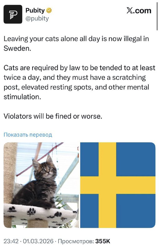 В Швеции запретили оставлять котиков одних на весь день — за правонарушение хозяева могут получить ш