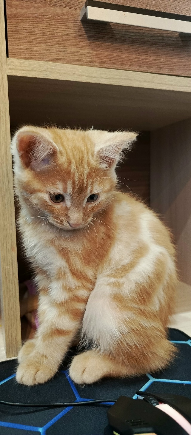 Пропал котенок ориентировочно улица Широкова