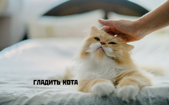 Коты-самое лучшее лекарство❤