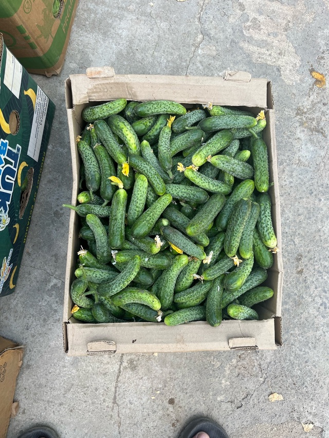 Продаются , Огурцы 🥒
Для за солки , без селитры , Домаш?...