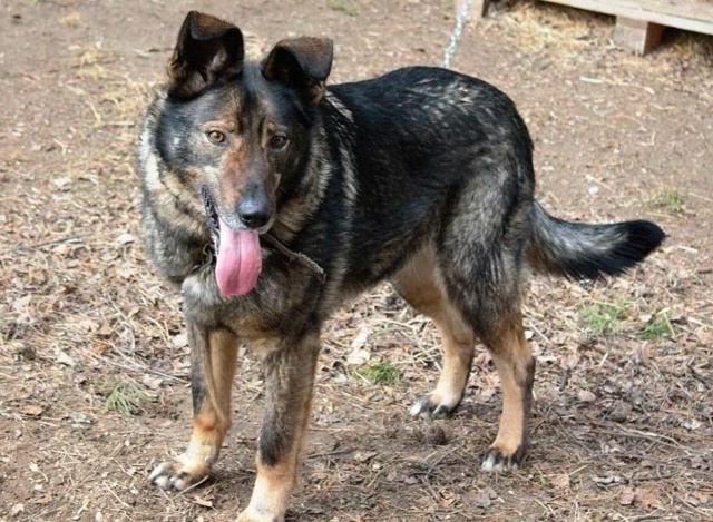 Ищем хороших хозяев для Рокки
Кобель.
Метис овчарки.
В?...