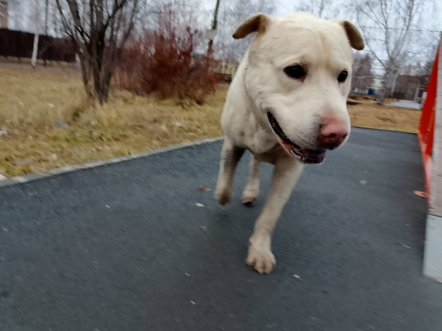 Пост для ваших животных в комменты отдам приму нашли п?...