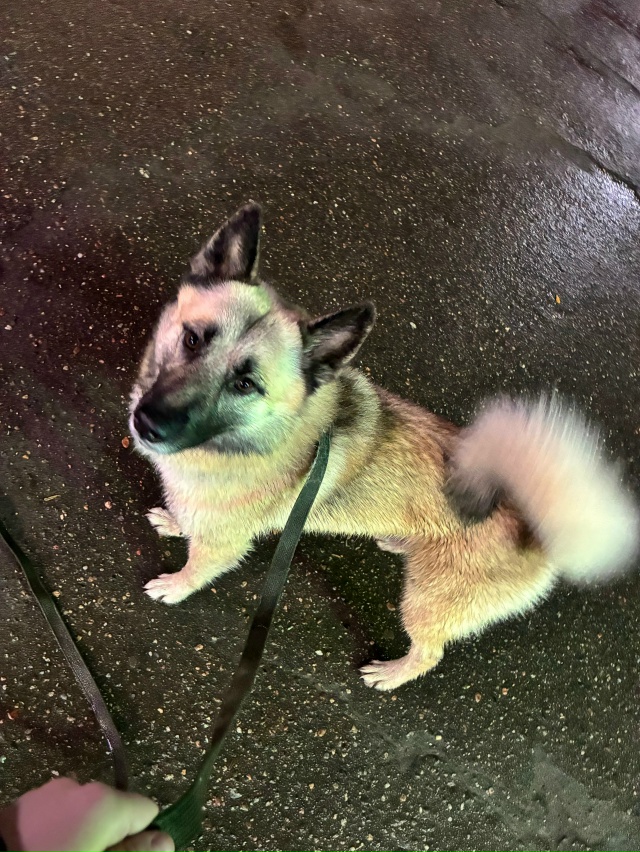 Нашла собаку с поводком . Пес пока у меня придержу скол?...