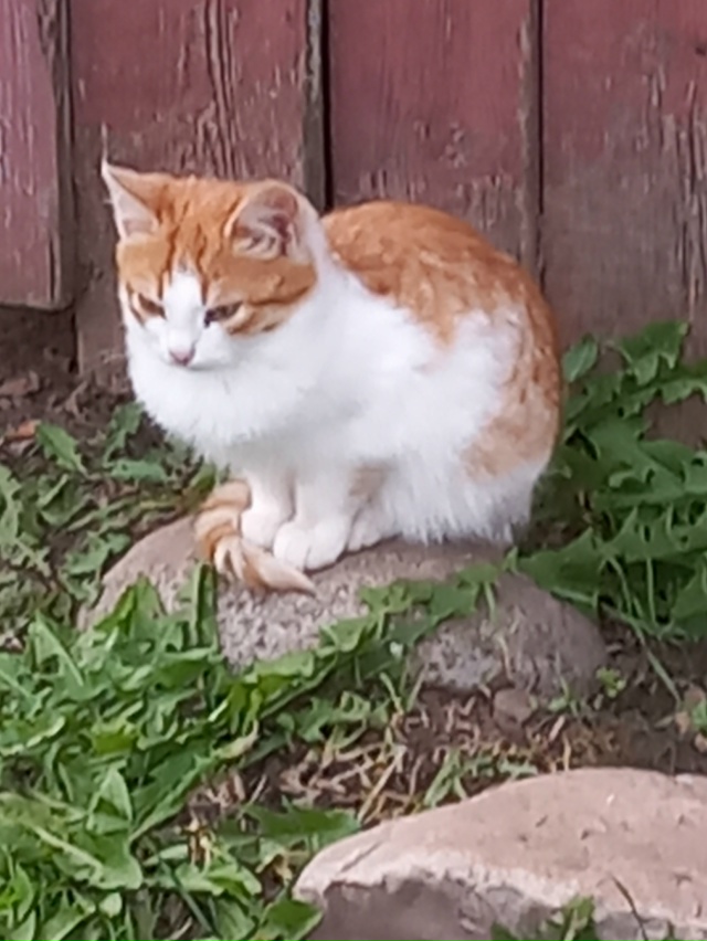 Отдадим котят от кошки мышеловки