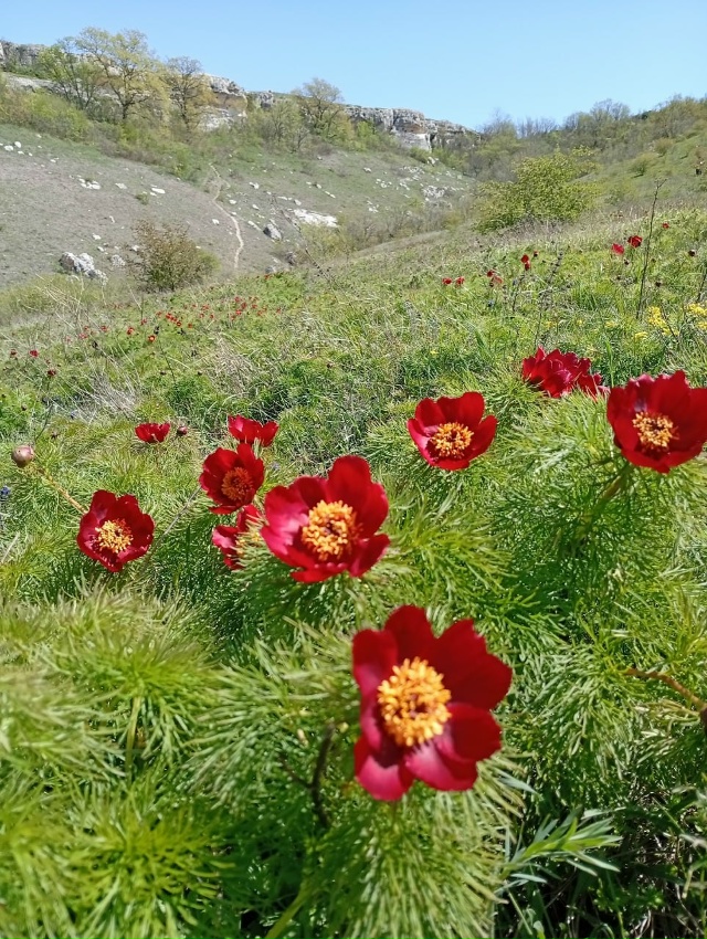 Министр экологии и природных ресурсов Республики Крым...