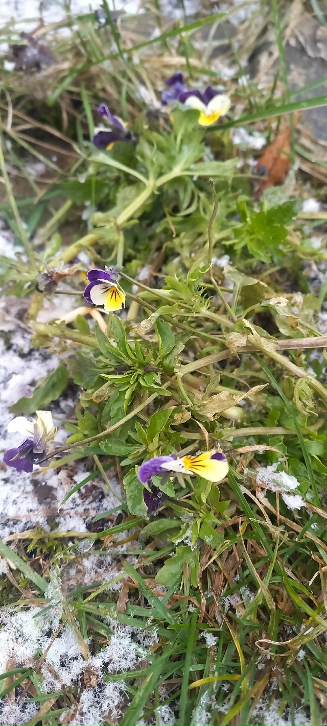 в Перми такая теплынь в начале зимы, что я офигел. Цветы...