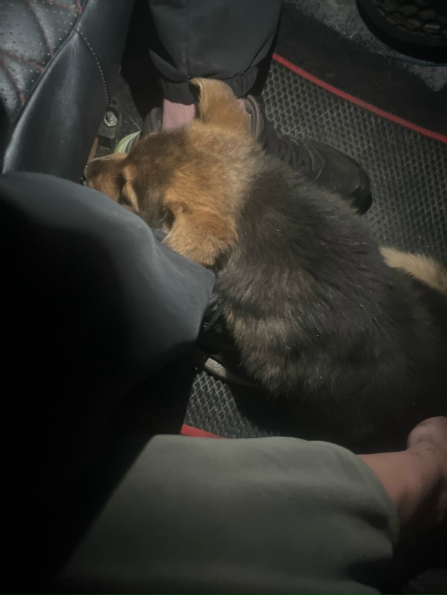 кто щенка потерял, новая 5 бегает скулит