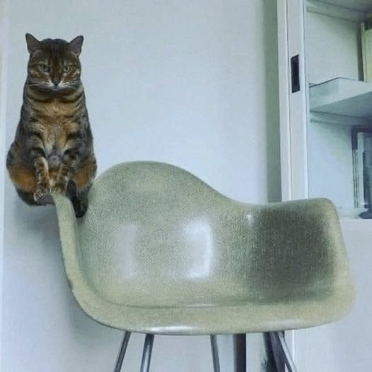 Законы физики не для котов?