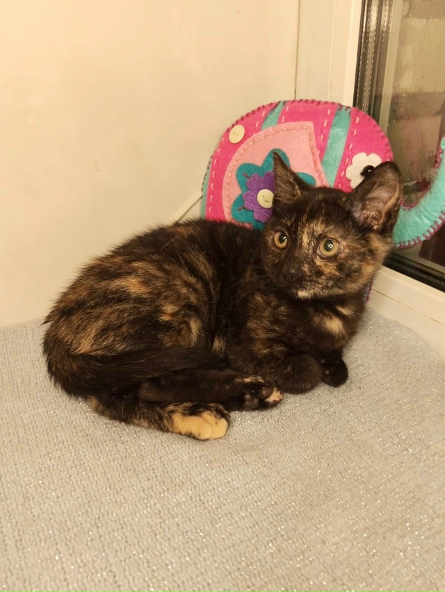 Спб и Лен.обл
🏡ЗОЯ и ЛОЛА в поиске семьи
Малышкам 3 мес,...