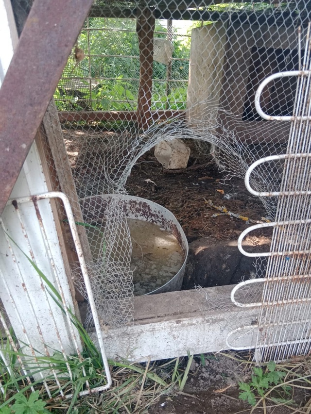 Ну кто там пел про то, что дикая стая собак в Горетово э?...