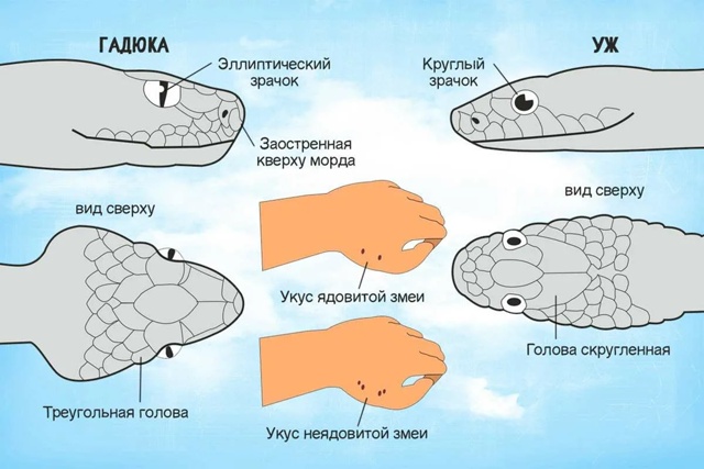 🐍 Нападения ядовитых гадюк происходят в Подмосковье ?...