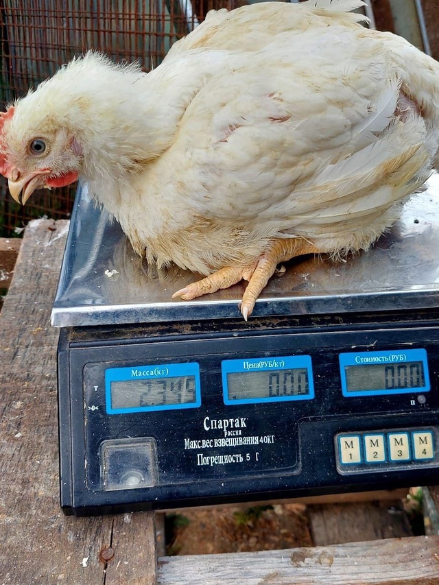 ❗❗❗ПРОДАЮТСЯ❗❗❗
Цыплята 🐥 Бройлерные 52-ух дневны?...