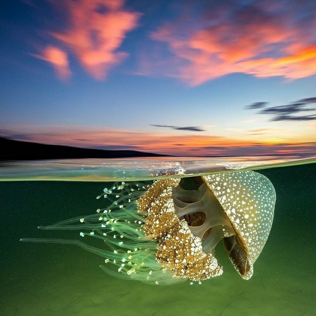 Австралийская пятнистая медуза, или плавающий колокол