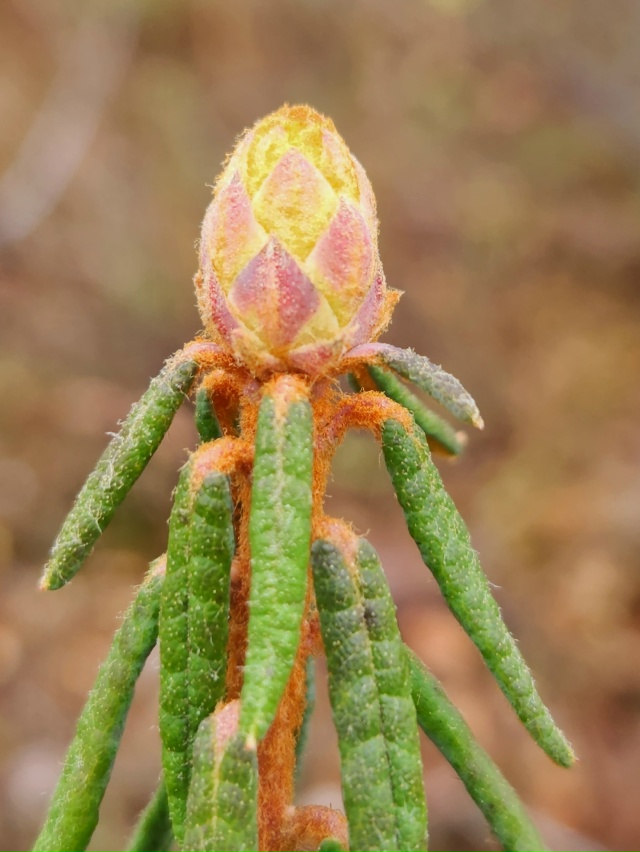 Красота Севера❤
Источник: Дом Фёклы