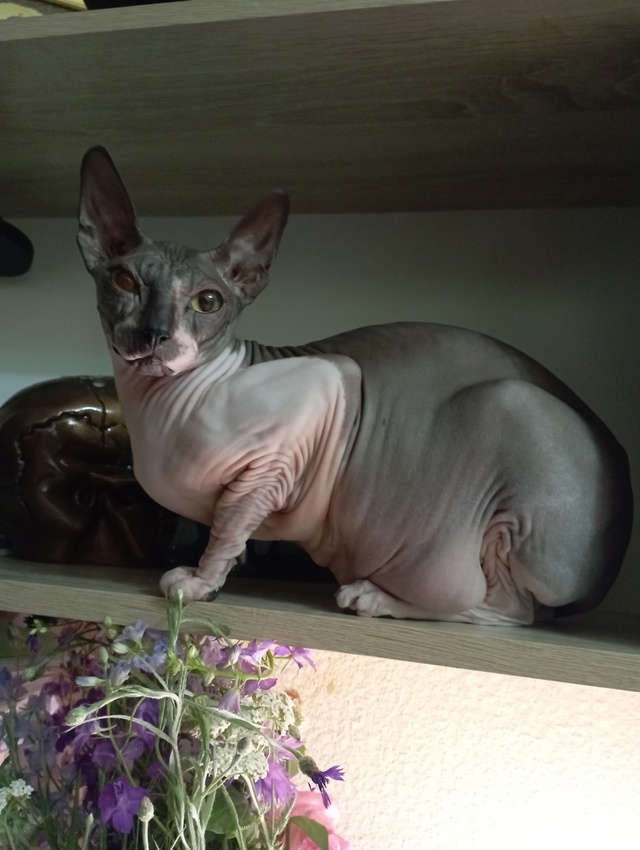 Кошечка Лорд😝