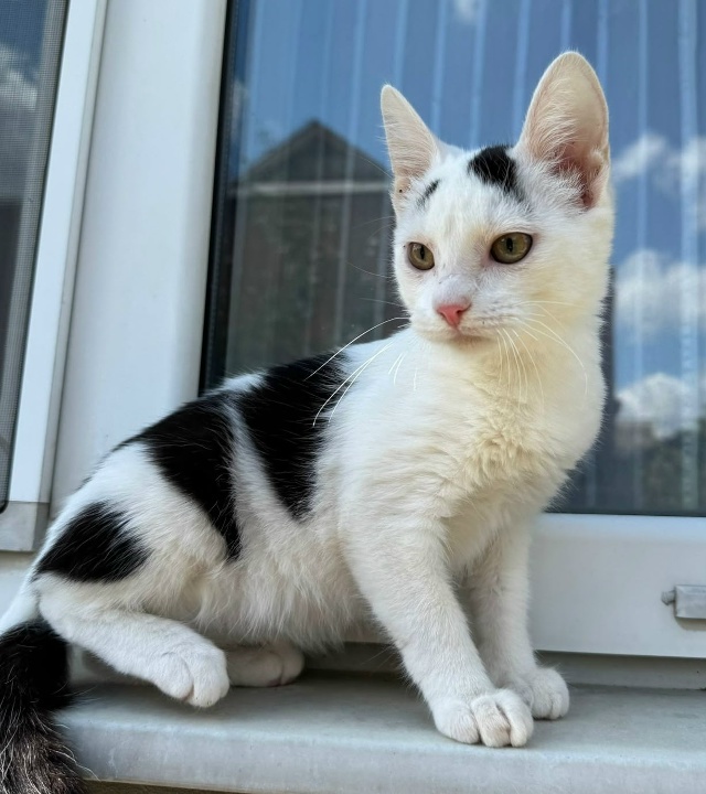 🐾🐾Мега ласковый котик Владик 😍 в поисках самых лучш...