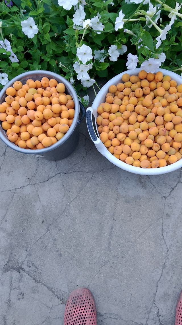 Продам абрикос не дорого 89033980451