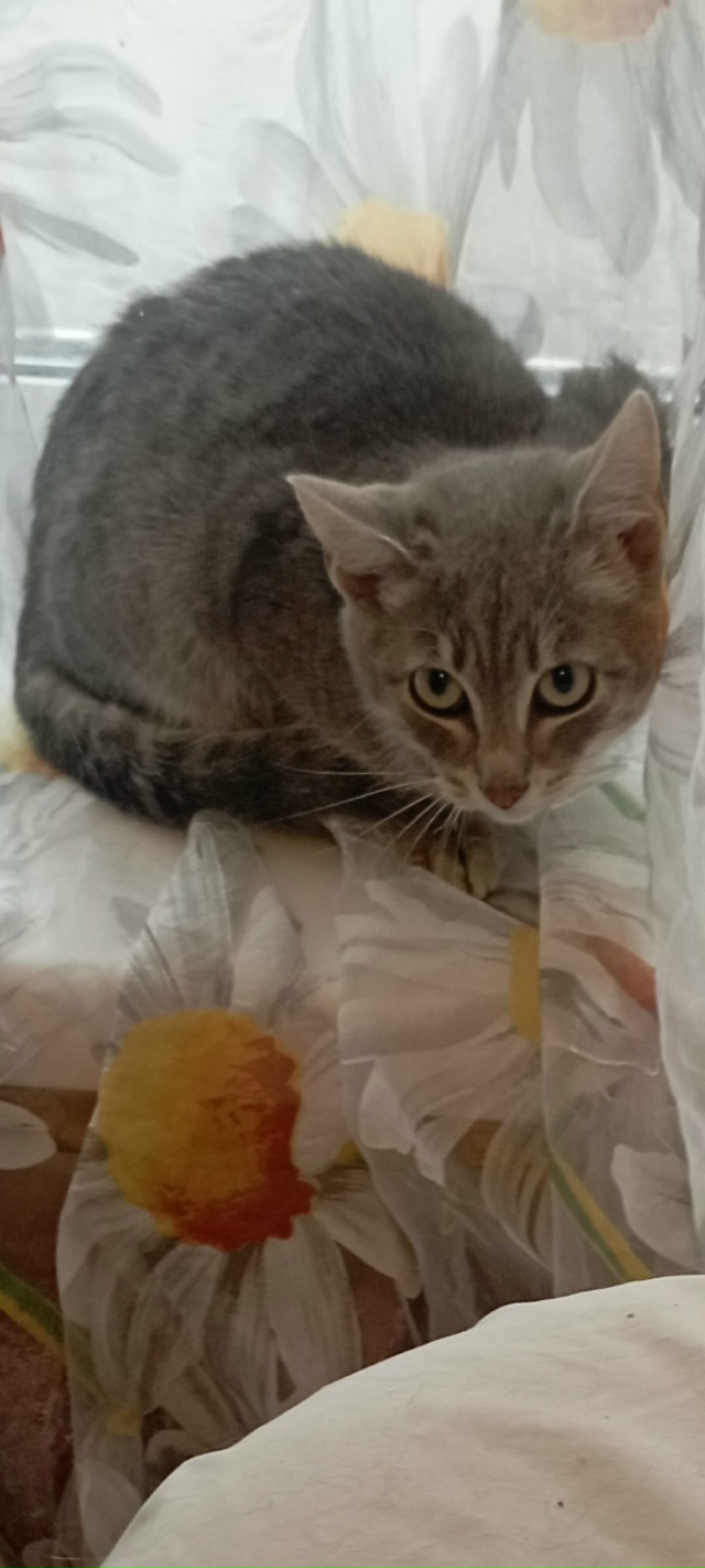 🐈‼️Срочно ищут 🏠 котята‼️🐈
Примите пожалуйста в ?...