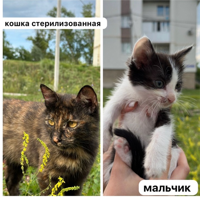 в добрые руки!пишите в лс