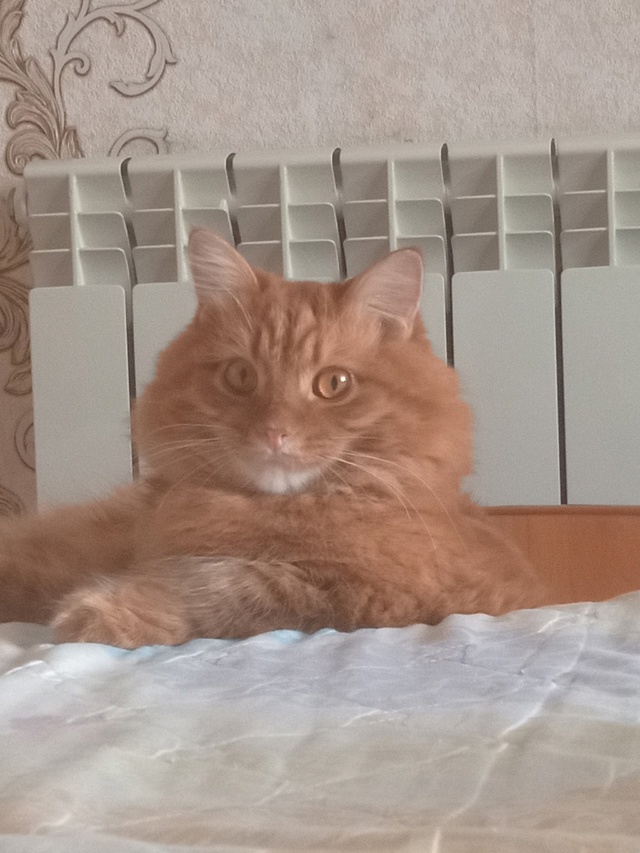Мурчик💗