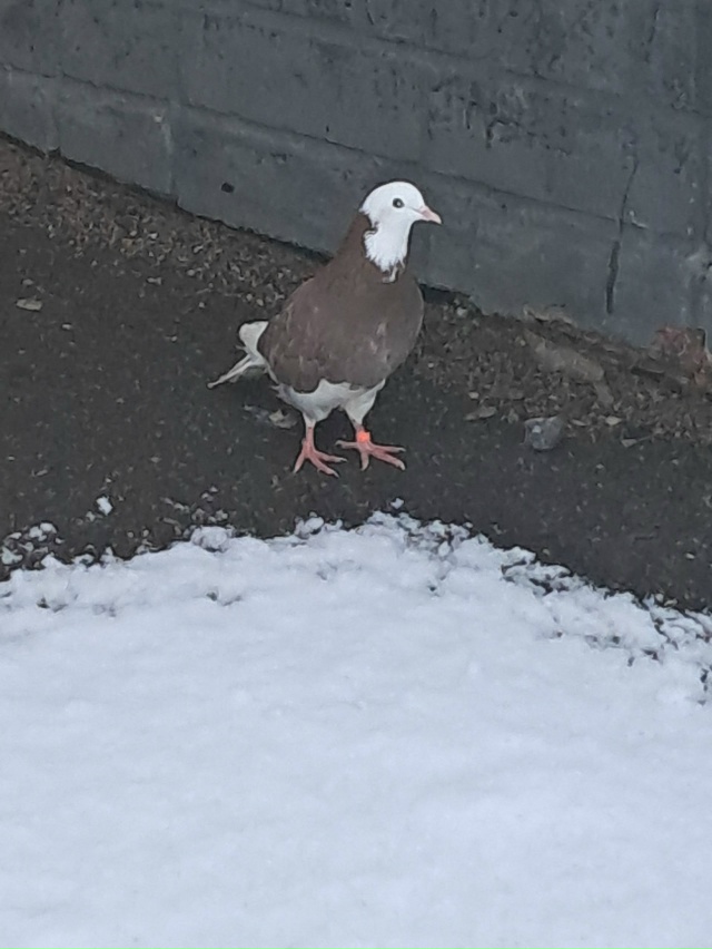 В п. Угловка, в Окуловском районе, в районе ж/д вокзала п...