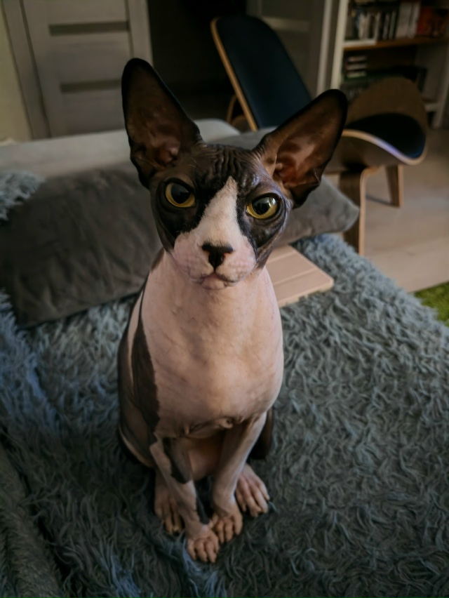 Гермес и его приключения в квартире.