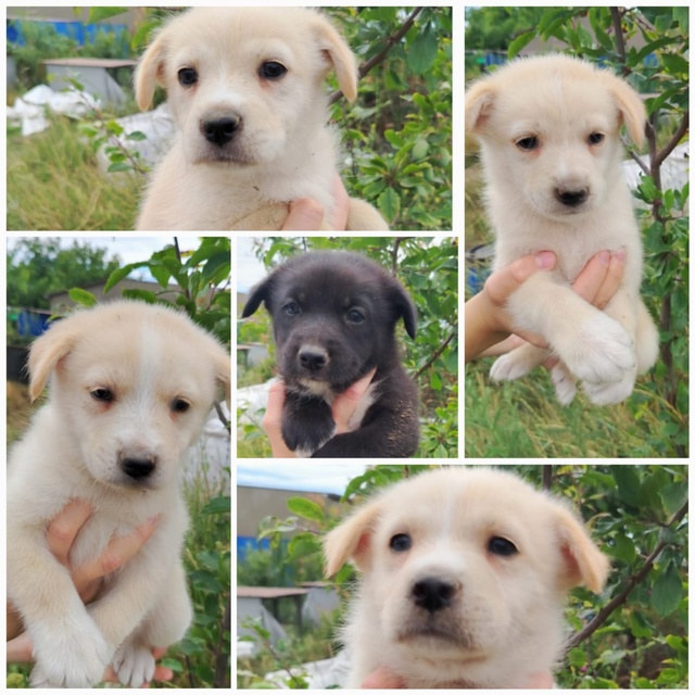 Пушистые комочки счастья ищут дом! 🐶💖
Щенки 3 месяца,...