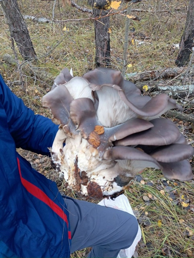 👀 В Малышевском лесу обнаружены вешенки невероятных ?...