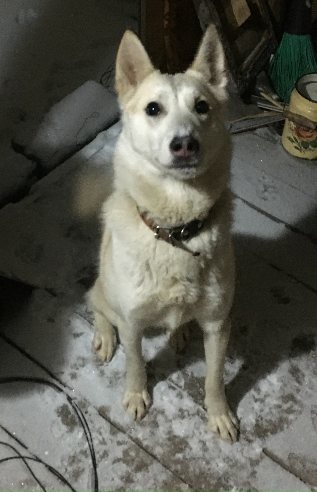 Нижняя Тура, старая часть, по улице Свобода бегает пёс, ...