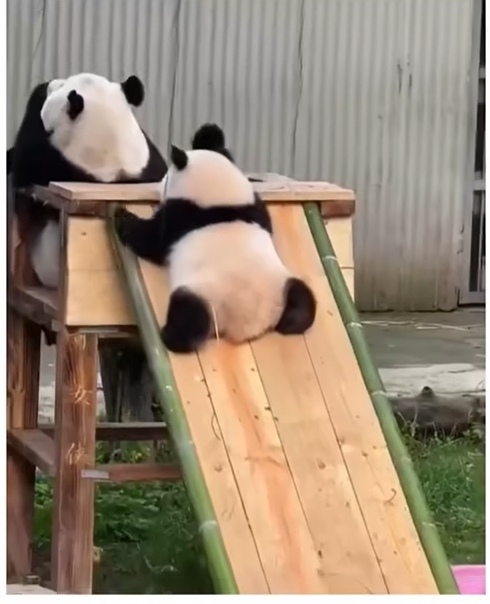 Мое тотемное животное - это панды!
