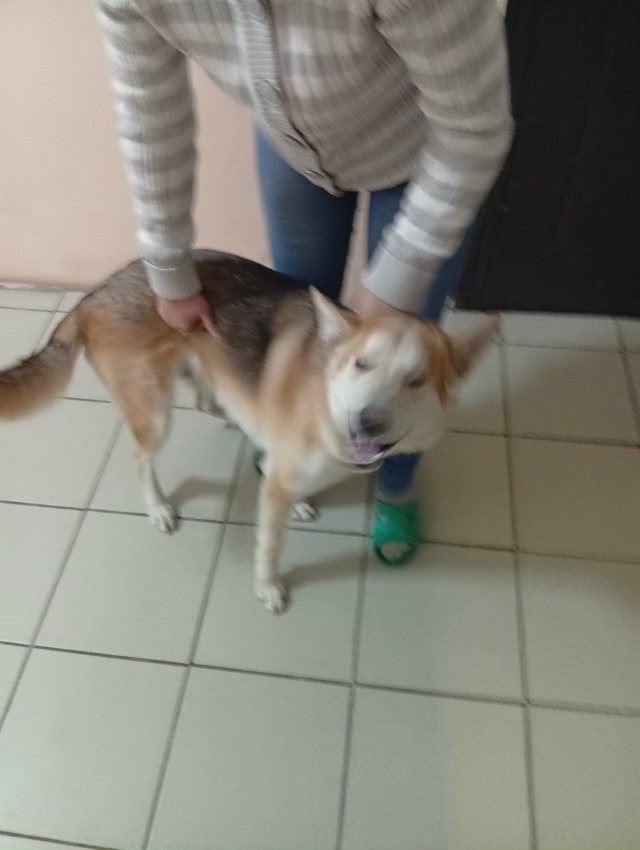 Отдам собаку кобель 10 месяцев. Очень умный пёс но не дл?...