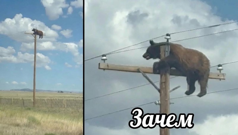Ничего необычного, просто медведь увидел столб и решил «а почему бы не залезть» — и залез. Спойлер: