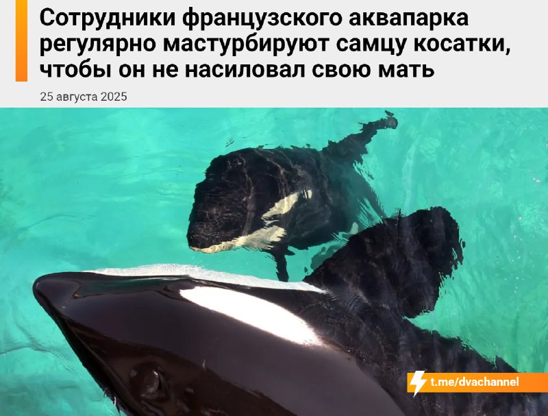 Сотрудники французского аквапарка регулярно дрочат самцу косатки, чтобы он… не насиловал свою мать