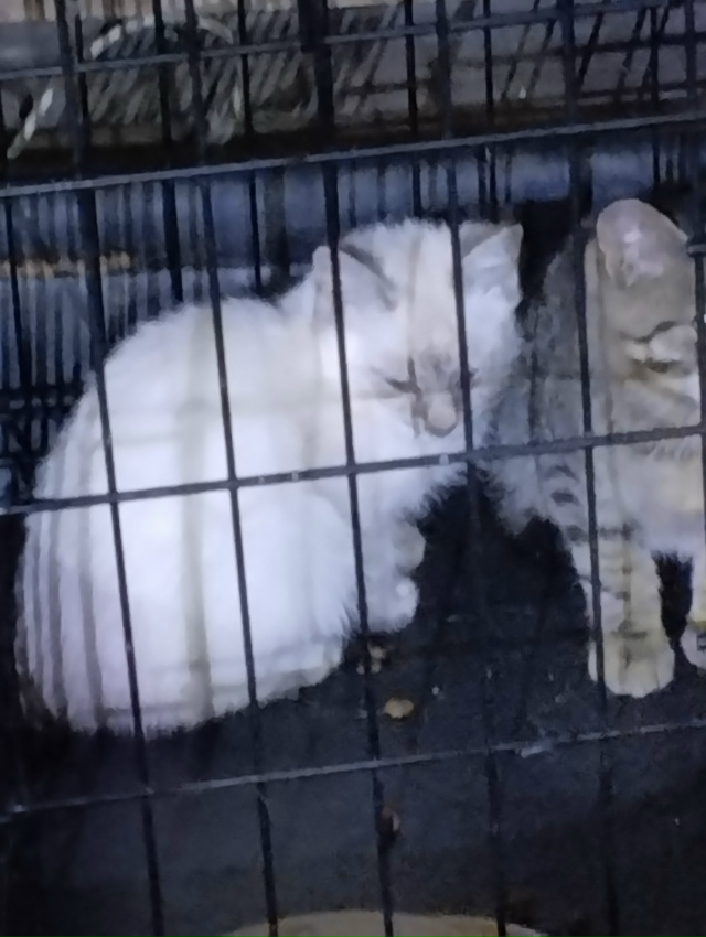 Кошка в СНТ родила котят. Котятам по 3,5-4 мес, один серый ...