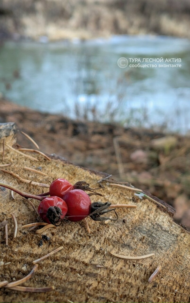 Ноябрь у реки Тура во всей эфемерной красоте.
Окрестно?...
