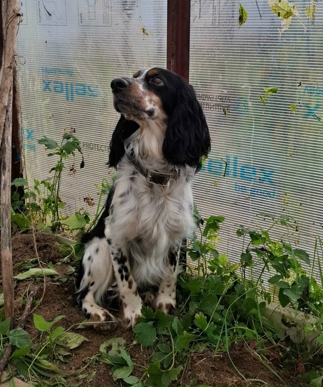 Очаровательный Русский Охотничий Спаниель ищет спутн?...